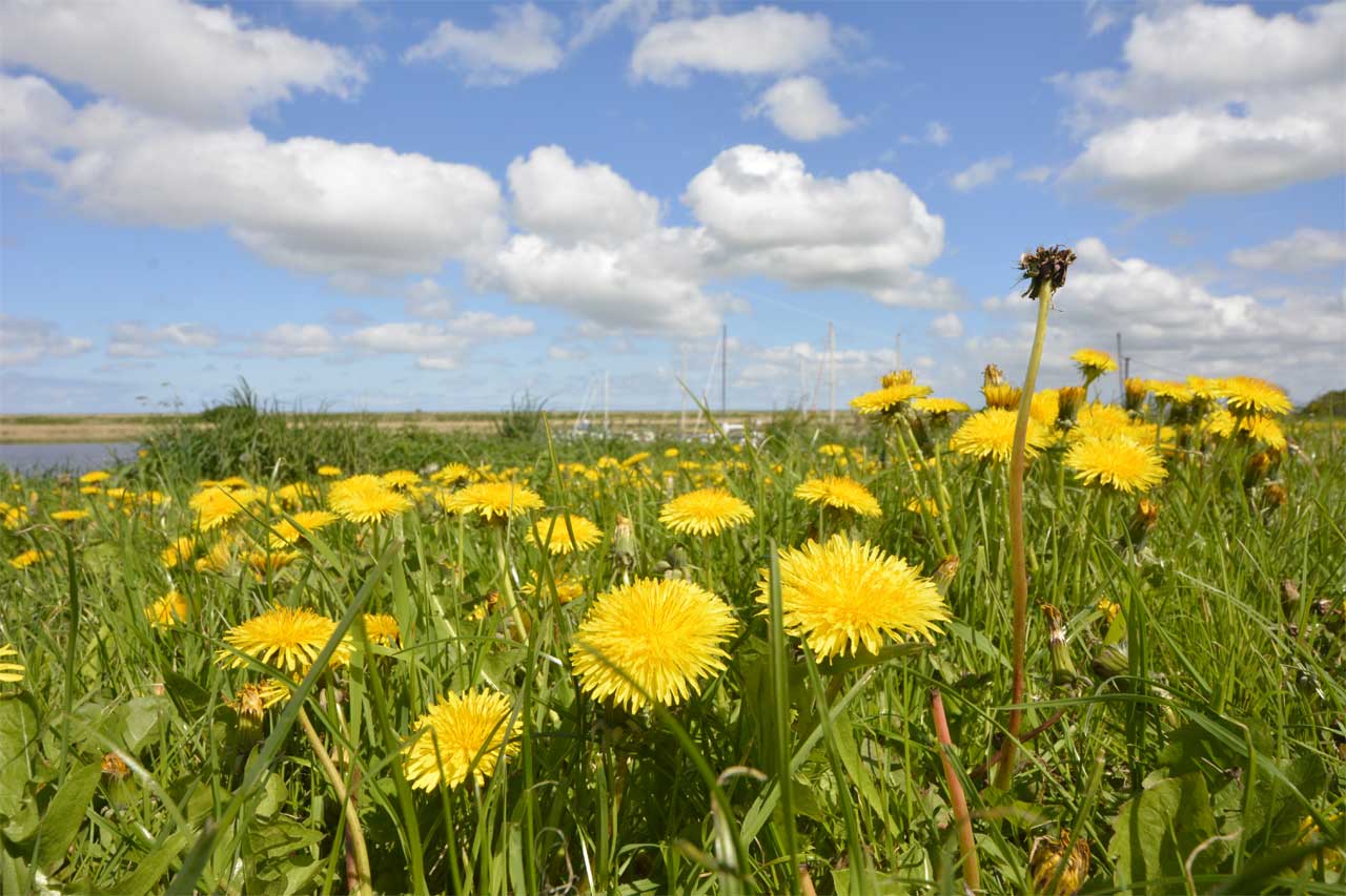 Butterblumenwiese beim Sielzufluss