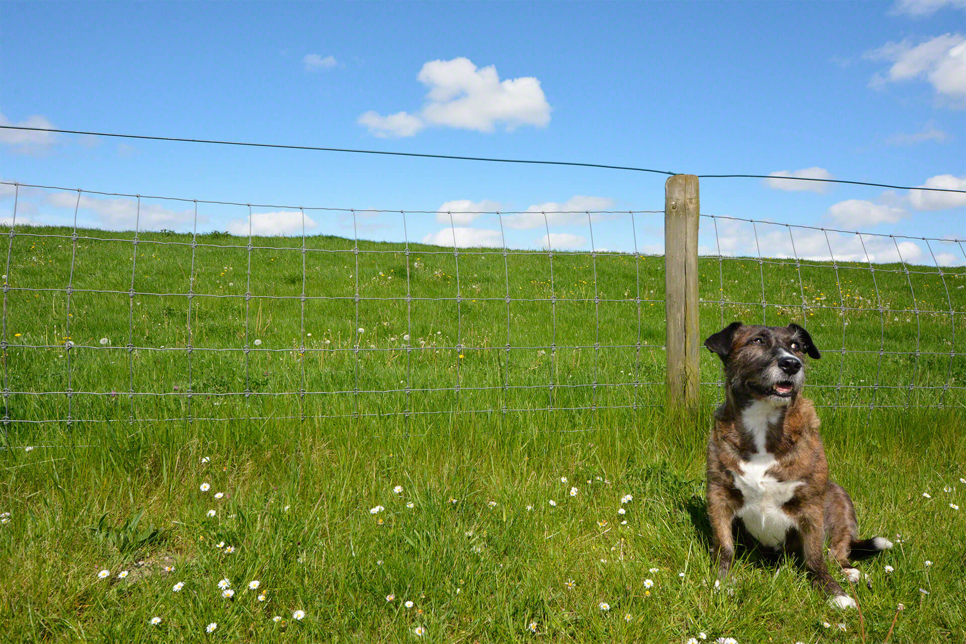 Ausgedehnte Spaziergänge am Deich mit dem Hund