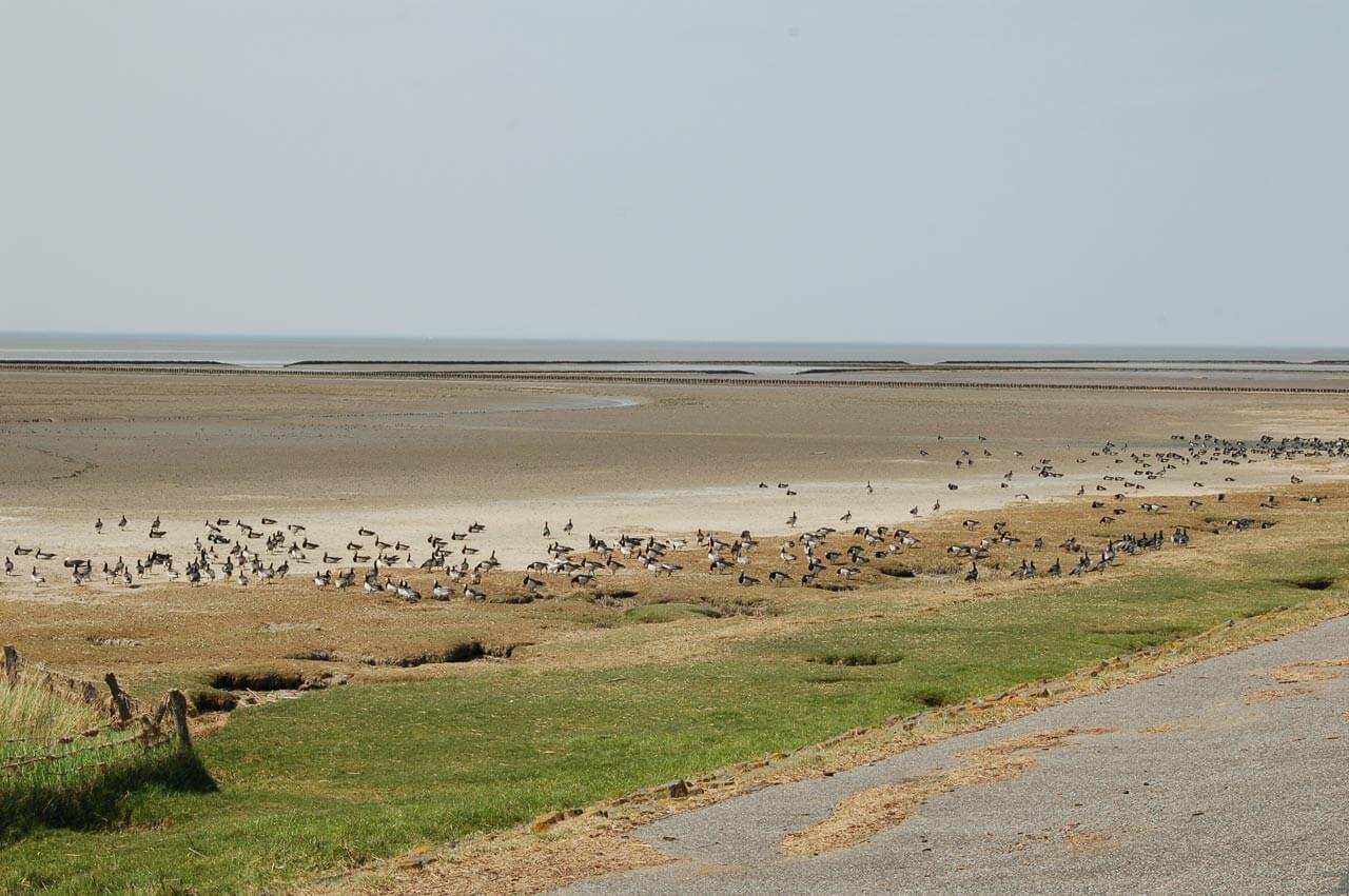 Vogelschutzgebiet Krummhörn